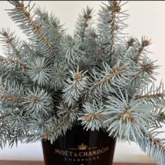 保水あり　良品クリスマス花材　プンゲンスホプシー ネコポスいっぱい