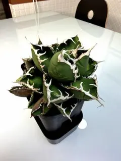 2025年最新】CJ special アガベの人気アイテム - メルカリ