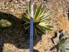 グァバ（取り木苗） 蕃石榴 芭楽 バンシルー バンジロウ - メルカリ