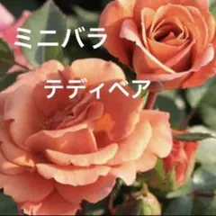 紅咲❀プロフィールご一読願います様 リクエスト 7点 まとめ商品