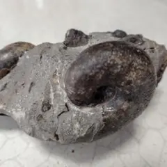 アンモナイト化石