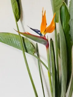 花芽付き 極楽鳥花 ストレリチア 苗 B - メルカリ