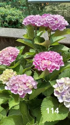 ☆114紫陽花☆マジカルレボリューション✩挿し穂☆2本☆のサムネイル