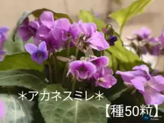 Macchan96様 リクエスト 2点 まとめ商品