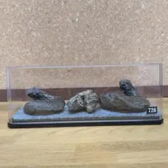 アンモナイト化石(726)