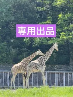 2025年最新】トミカ 86 プリウス αの人気アイテム - メルカリ