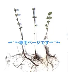 テリア様専用ページです