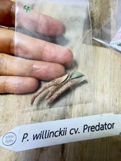 willinckii cv predator 胞子　ラスト willinckii cv predator 胞子 ② ラスト - メルカリ