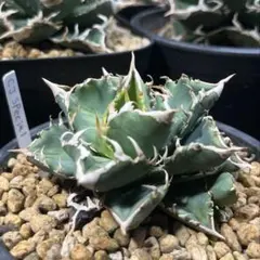 2025年最新】麻花 アガベの人気アイテム - メルカリ