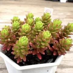 わさわさ増える♡森村万年草　モリムラマンネングサ　抜き苗！！多肉植物　セダムのサムネイル