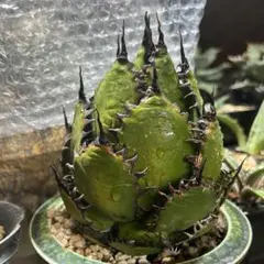 2026年最新】アガベ ホリダ 陽炎の人気アイテム - メルカリ