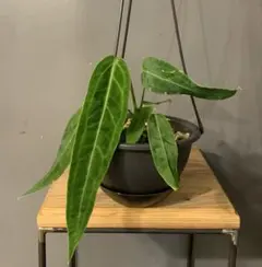 2025年最新】アンスリウム ワロクアーナムの人気アイテム - メルカリ