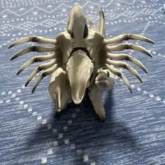 ガメラのサムネイル