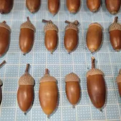 s　どんぐり　70個　帽子接着済み　うろこ模様のどんぐり帽子