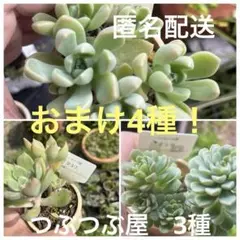ラスト 特大モリモリ丼✡️おもち✡️つぶつぶ屋 沢山 多肉 抜き苗 つぶー 寄植 つぶつぶ屋 ❤️おもち丼❤️多肉 鉢のまま つぶー つぶお