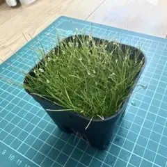 完全室内・無農薬で青々と育ったショートヘアーグラス 1ポット 7×7cm 正方形のサムネイル