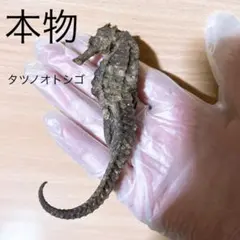 2026年最新】タツノオトシゴ 標本の人気アイテム - メルカリ