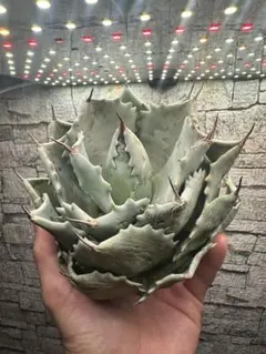 2025年最新】斑入りパリーの人気アイテム - メルカリ