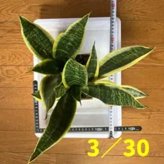 沖縄小浜島産サンスベリアゼラニカ40センチ前後 - メルカリ