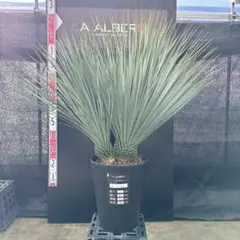 2026年最新】ロストラータの人気アイテム - メルカリ