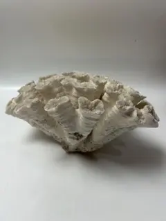 白珊瑚 特大 ホワイト 40cm×30cm×21cm 4.5kg - メルカリ