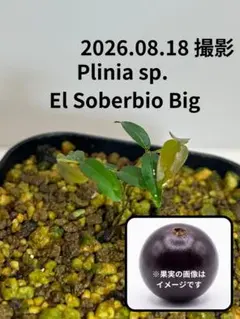 限定1苗】Myrcia selloi 熱帯果樹 ジャボチカバ等と同じフトモモ科