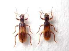 こぷりす様 リクエスト 4点 まとめ商品