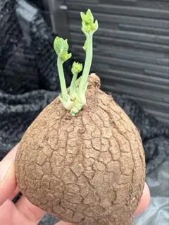 mamisachi様 リクエスト 2点 まとめ商品