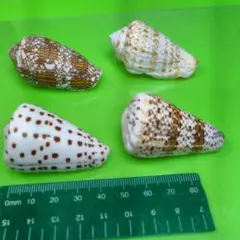 貝殻No280