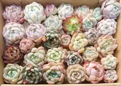 かんちゃん【プロフ必読！】様 リクエスト 3点 まとめ商品