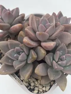 ふーこ様 リクエスト 3点 まとめ商品