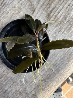 ブセファランドラ sp. Kingdevil 8株 ブセファランドラ sp. Kingdevil 8株 - メルカリ