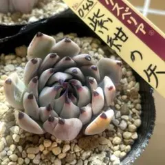 黒爪がカッコいい！　ミックスベリア　紫紺の矢③　第4種発送