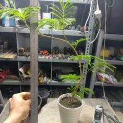 lover_makoyu様 リクエスト 2点 まとめ商品