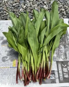 行者ニンニク　1キロ少し多め(1.1キロ) ヒトビロ　アイヌネギ　北海道産 北国からの贈り物 行者にんにく 1kg 行者ニンニク 北海道産 山菜