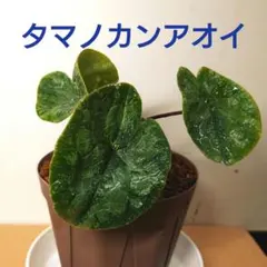 2025年最新】斑入りカンアオイの人気アイテム - メルカリ