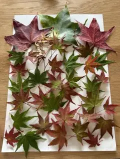 紅葉の葉　落ち葉　クラフト用