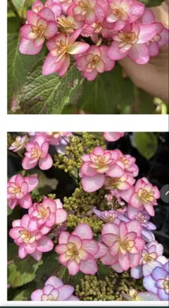 紫陽花 あなたへのサプライズ 1苗 6㎝ポット ネコポス発送 - メルカリ