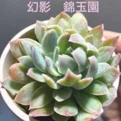 2026年最新】多肉 錦玉園の人気アイテム - メルカリ