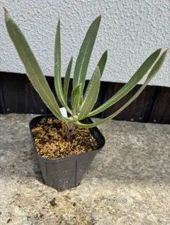 プロテア　オーストラリスルビー　苗のサムネイル