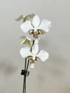 胡蝶蘭 原種 交配種 レア Phalaenopsis stuartiana - メルカリ