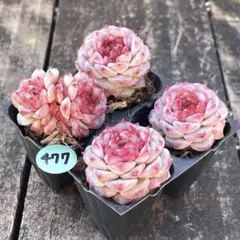NEW❗️477多肉植物　ビロード　抜き苗　寄せ植え　4苗セット❣️