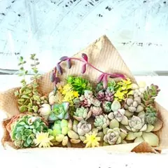 多肉植物 カット苗 No.1335 寄せ植えセット　セダムセット　多肉弁当 ②