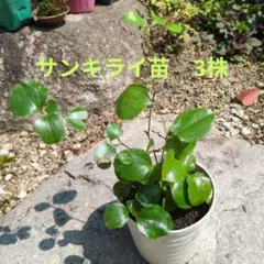 サンキライの苗 S 3株 雌雄不明のサムネイル