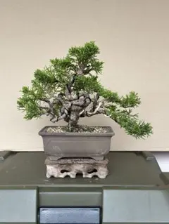 皐月(さつき)】碧空(あおぞら) 極太幹 盆栽 素材 - メルカリ