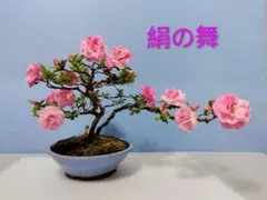 小品皐月盆栽　明美の月　高14cm 小品皐月盆栽 明美の月 高14cm 【公式通販】