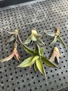 2025年最新】アガベまとめ売りの人気アイテム - メルカリ