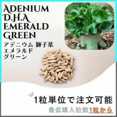 【種子】アデニウム 獅子葉 EG /セット割あり数量1粒から購入OKのサムネイル