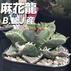 麻花龍 アガベ 未発根 Berlin産 ショップタグ付き - メルカリ