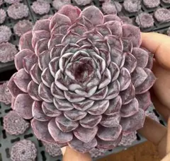 kuna koi様 リクエスト 5点 まとめ商品